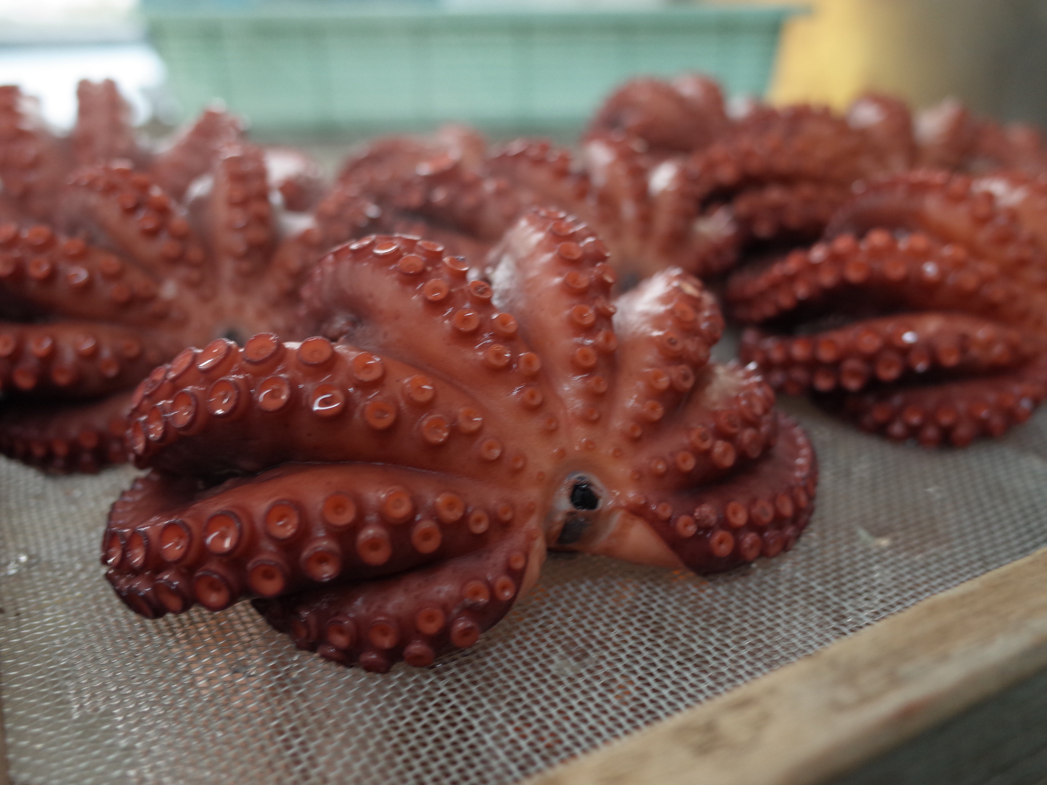 茹でタコ – 別所水産通販サイト